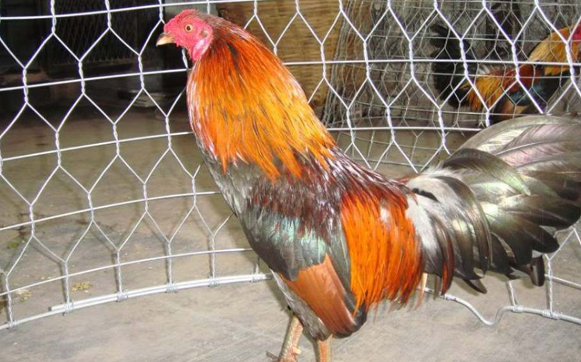 Cach chon ga chien de co doi hinh ga da bat bai